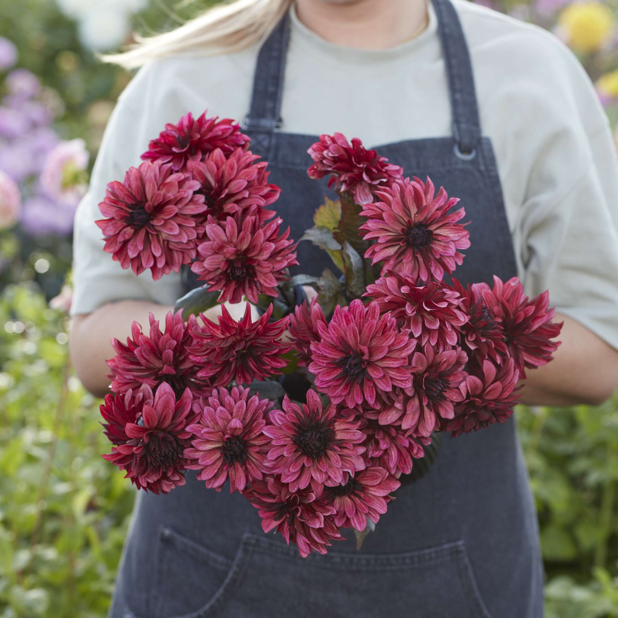 Dahlia 'Night Silence'